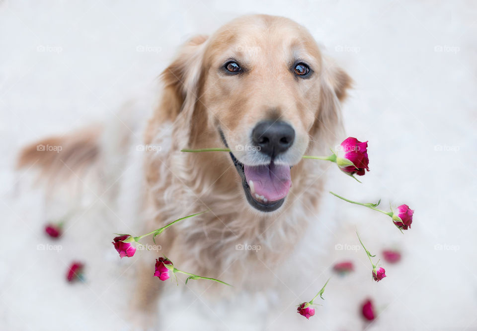 Golden retriever with Roses dropping to ground