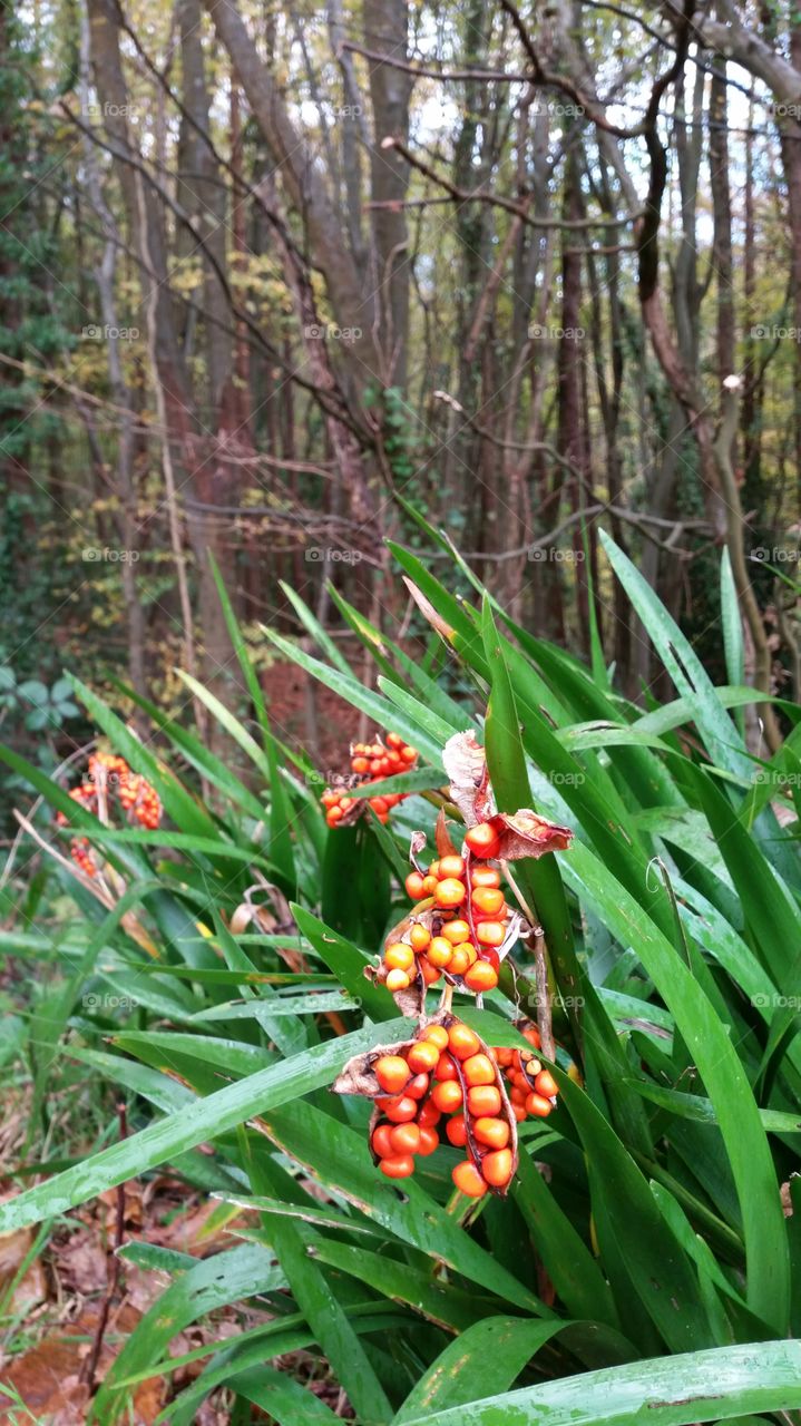 Nature, Leaf, Flora, Tree, No Person