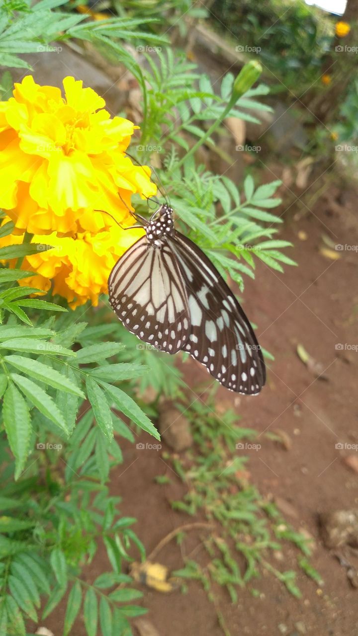 Beautiful butterfly perched on a blooming flower