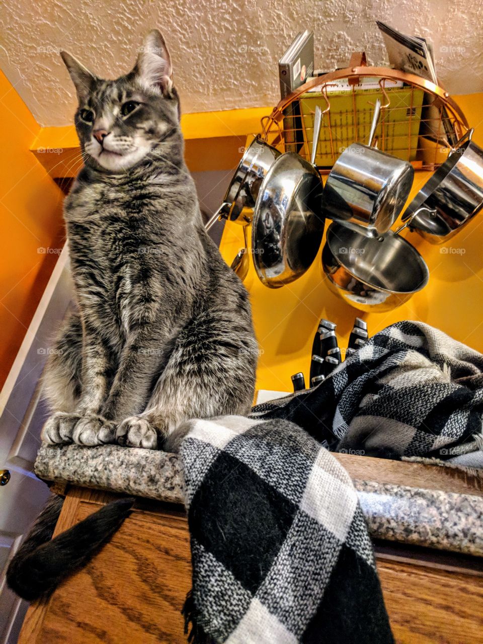 Grey Cat In Orange Kitchen