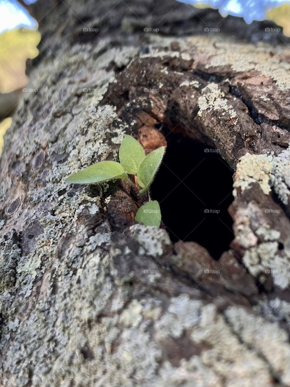Young Grass shoots on a tree