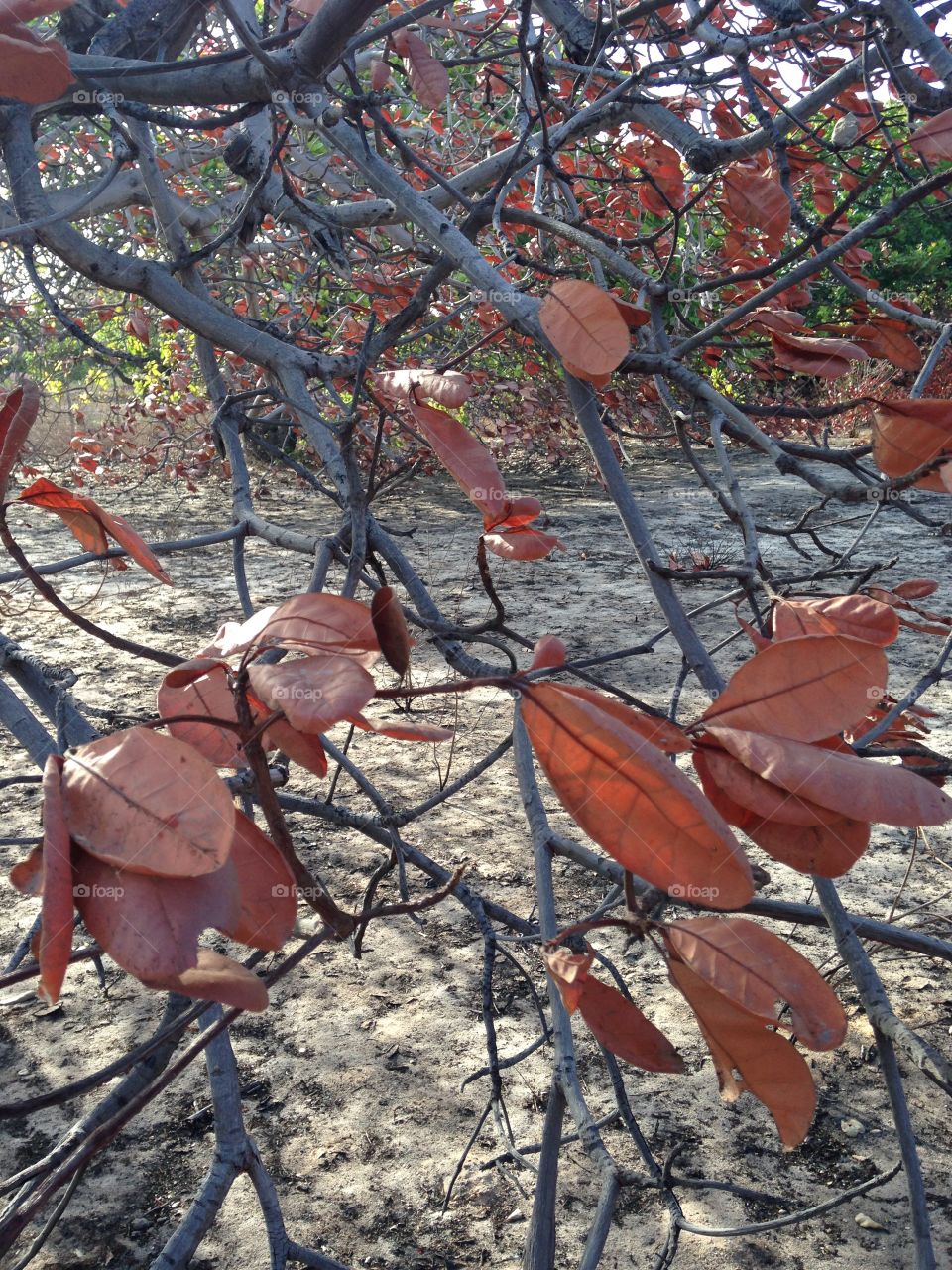 Dried leaves