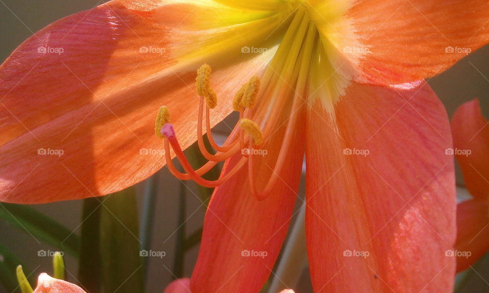 petal flower