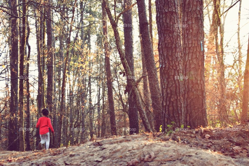 Wood, Tree, Landscape, Nature, Fall