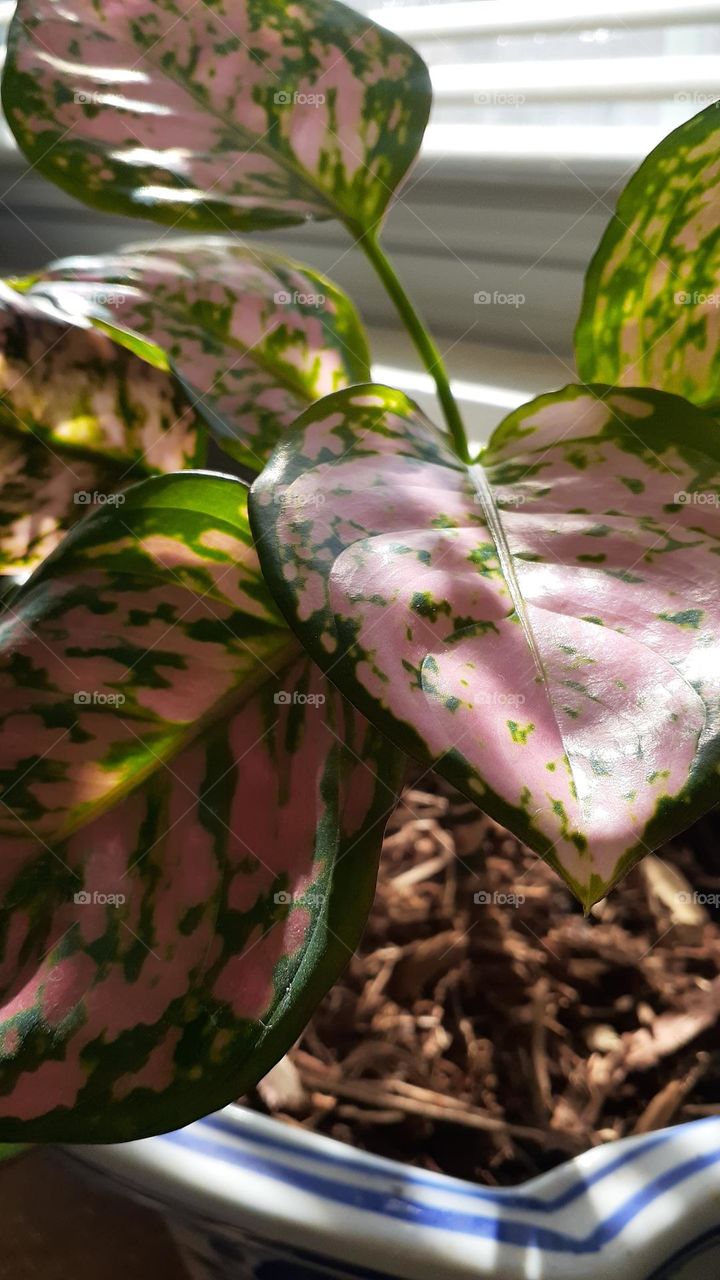 Pink Aglaonema