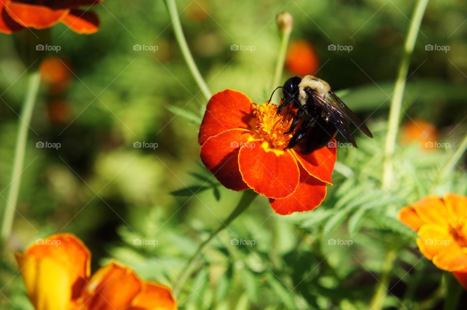 Bumblebee pollinating on flower