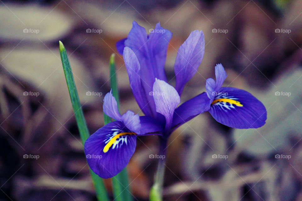 Flower, Nature, Flora, No Person, Petal