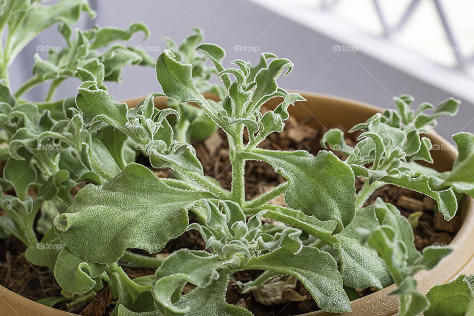 Vegetable salad green or Mesembryanthemum crystallinum In the plastic pot