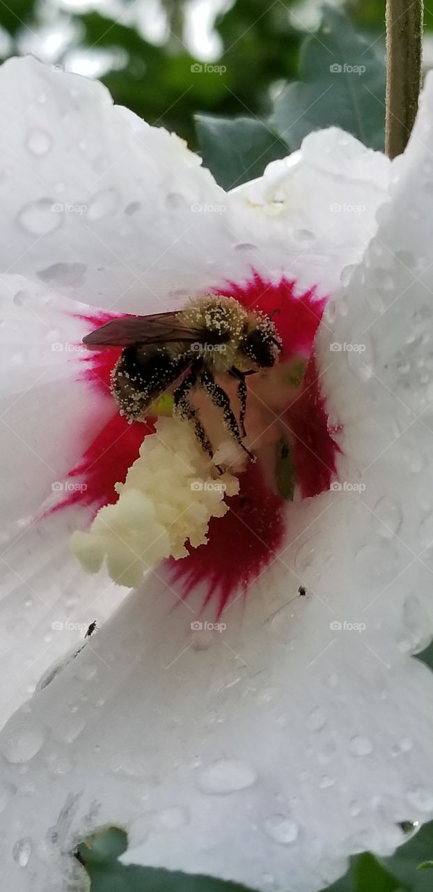 Bee pollination