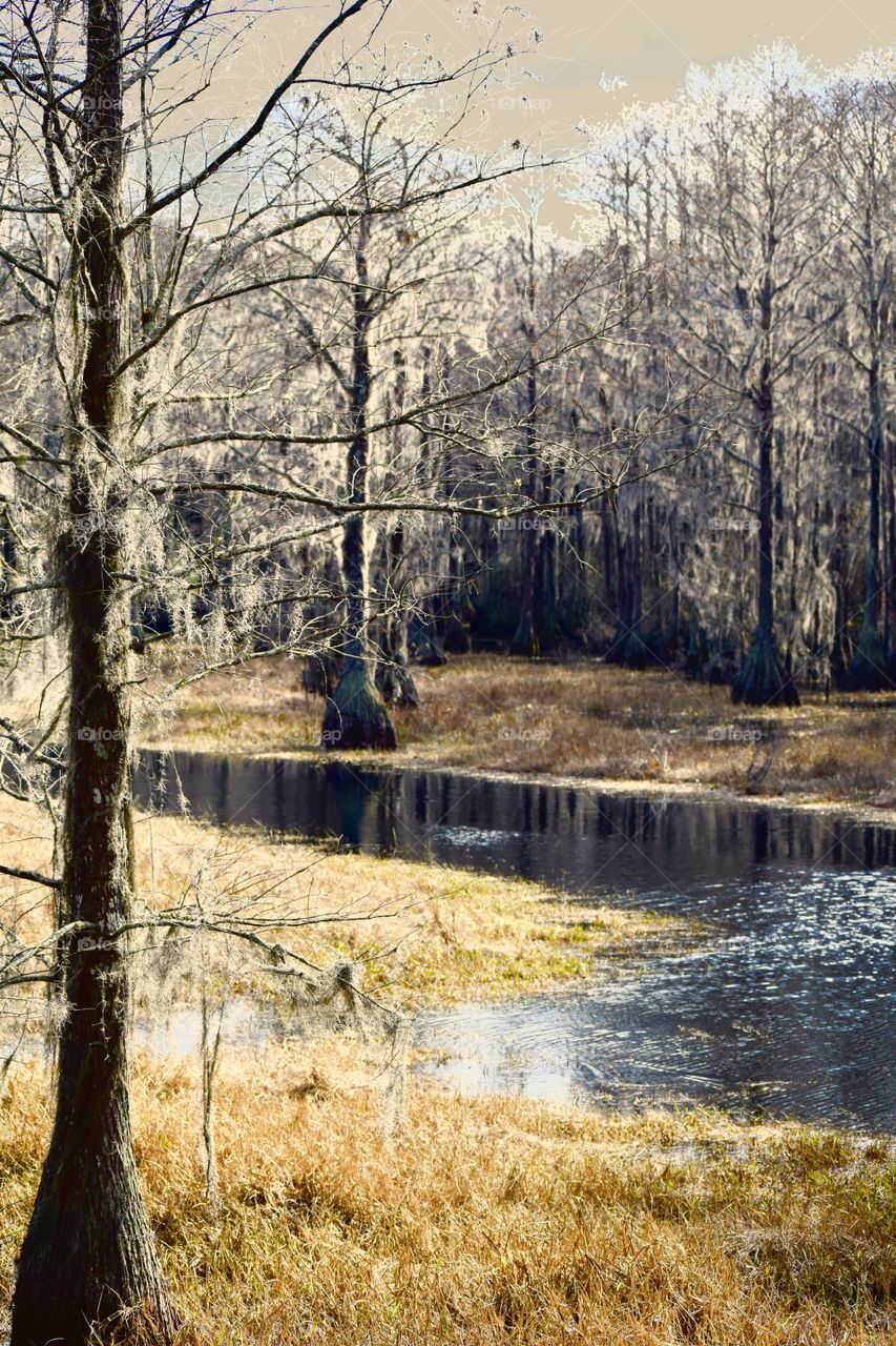 Sunlight on the Swamp