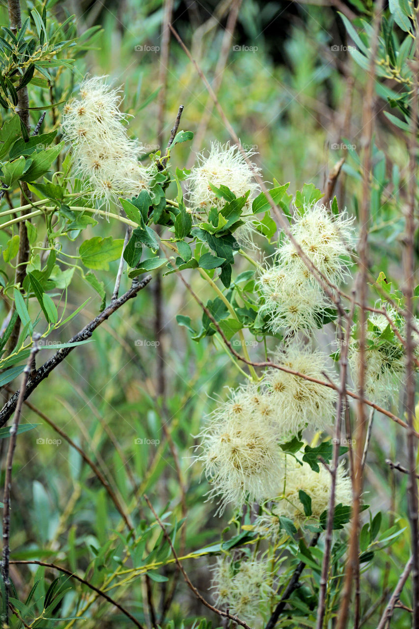 Flora