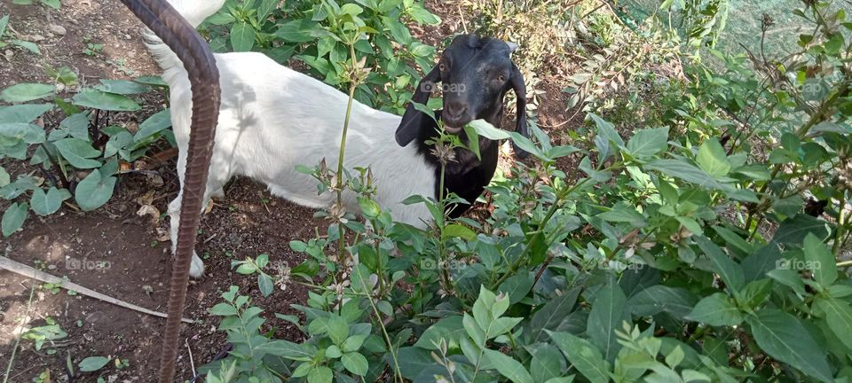 This beautiful photo of my farm. Beautiful nature photo with goat.