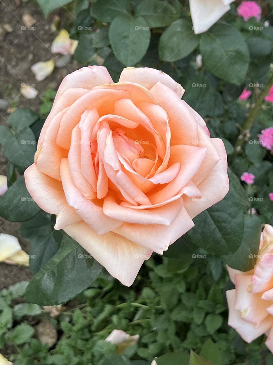Pink Rose in Yuanshan Flower Expo Park