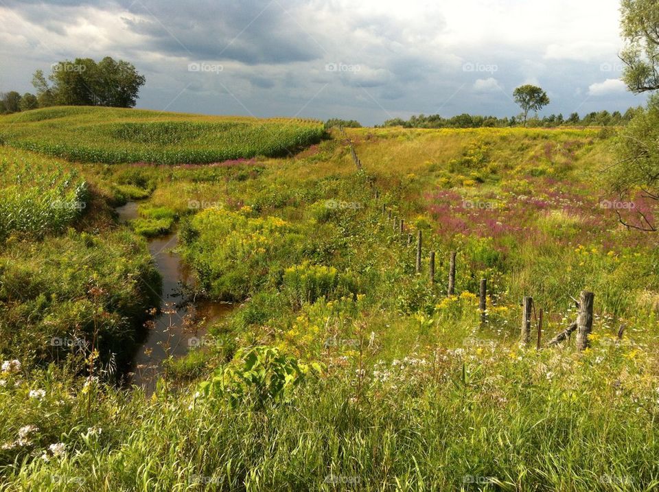 Country field with wildflowers and stream