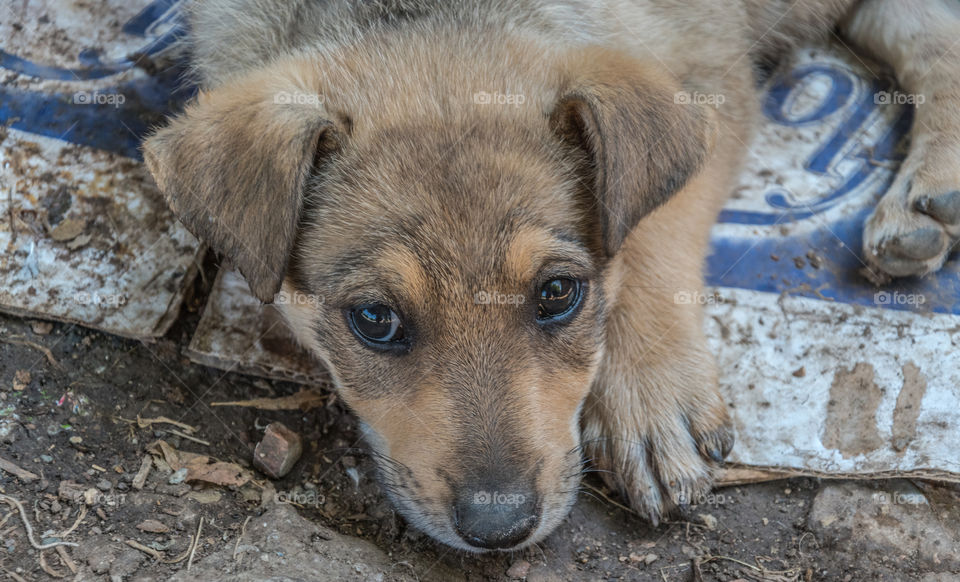 Cute puppy with big eyes