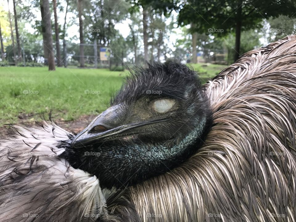 Sleeping Emu