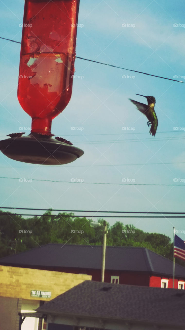 Hummingbird. Rare catch