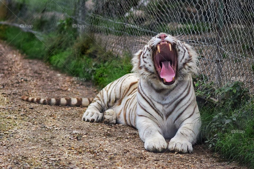 White Tiger