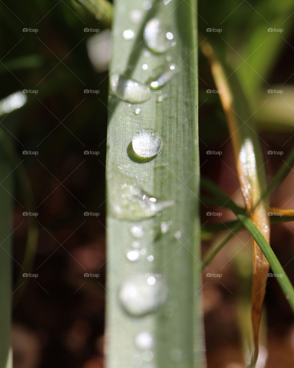 Beautiful leaf with raindrops
