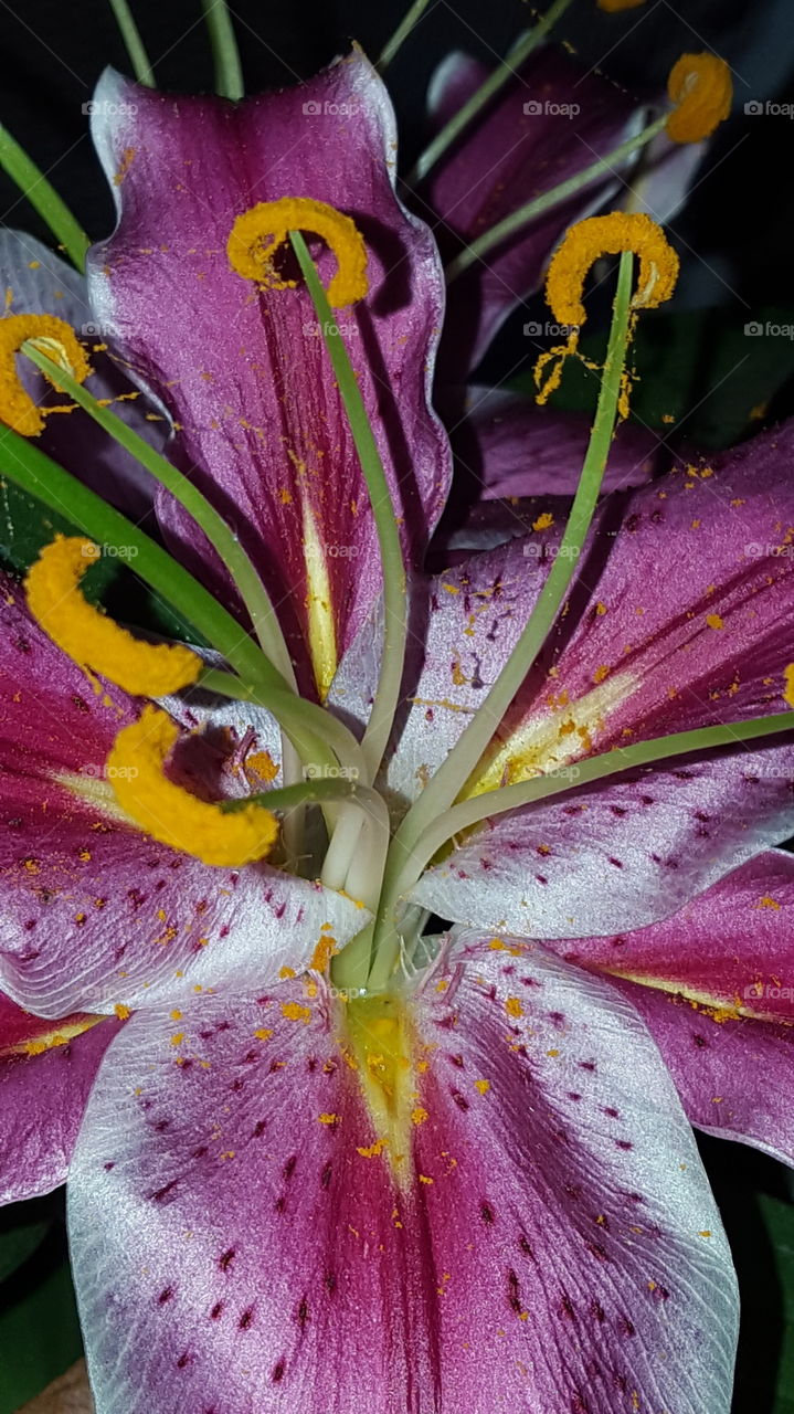 Closeup Oriental Lily Blossom