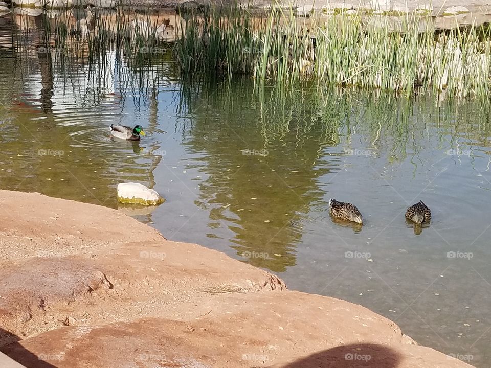 Ducks swimming in lake with water reeds eating cornflakes 