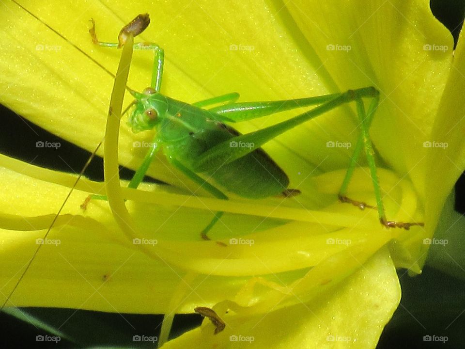 Grasshopper flower 