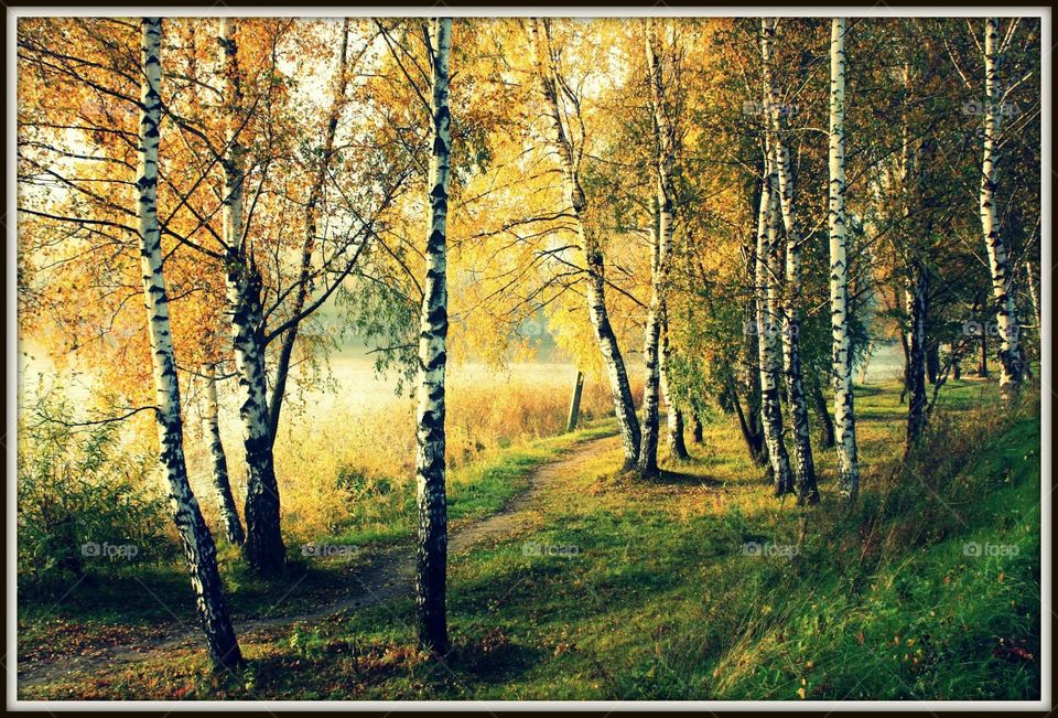 Birch alley 
