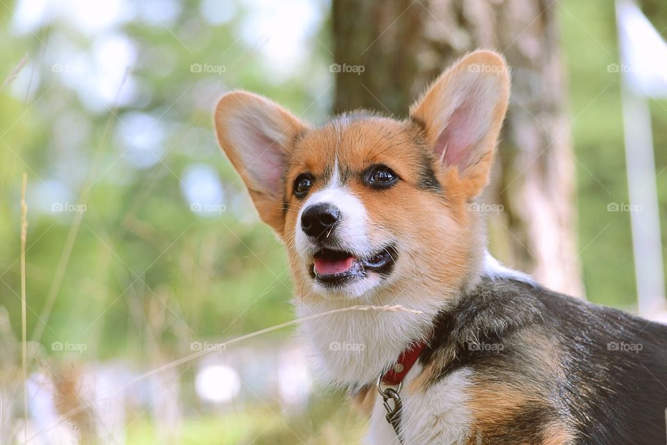 Close-up of a dog