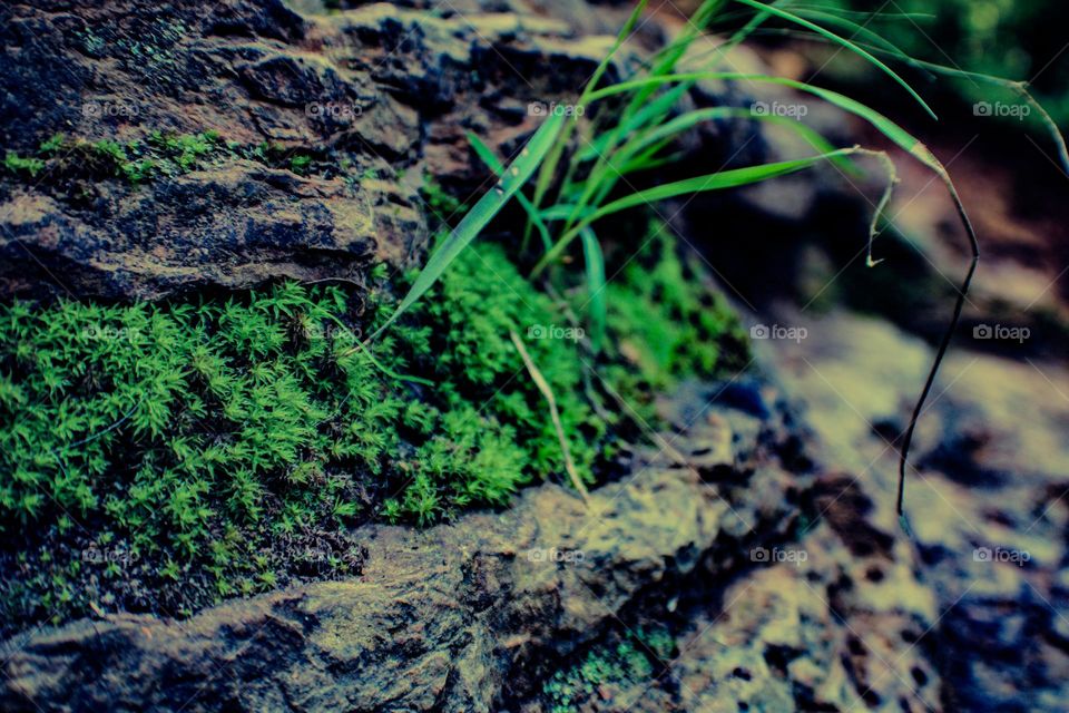 moss growing on the side of a rock