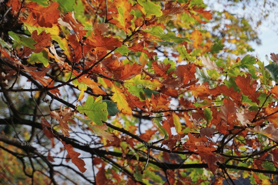 Autumn#season#leaves#colors