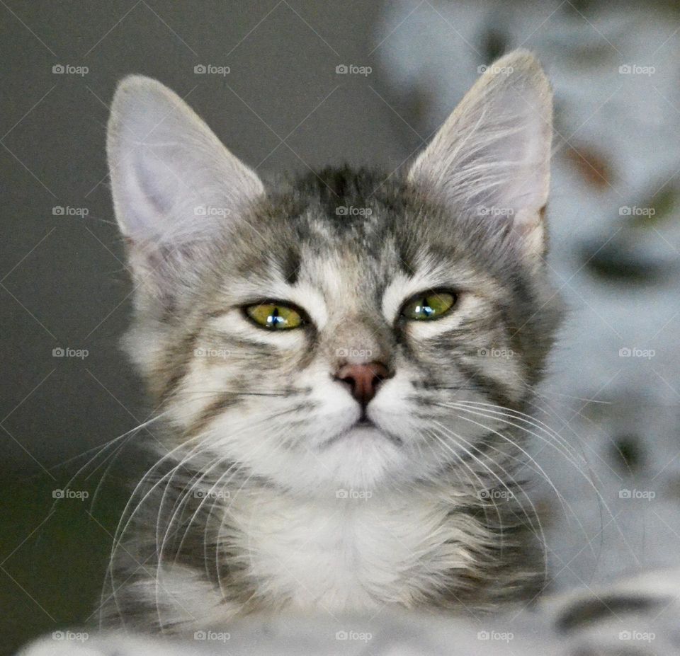 Tingeling (Thinkerbell)