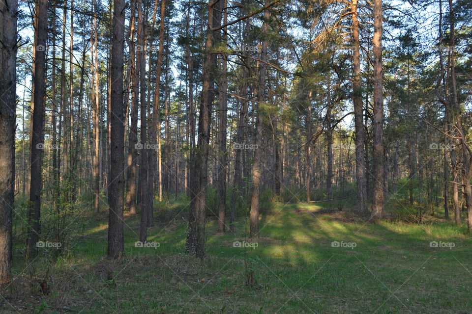 morning in the forest