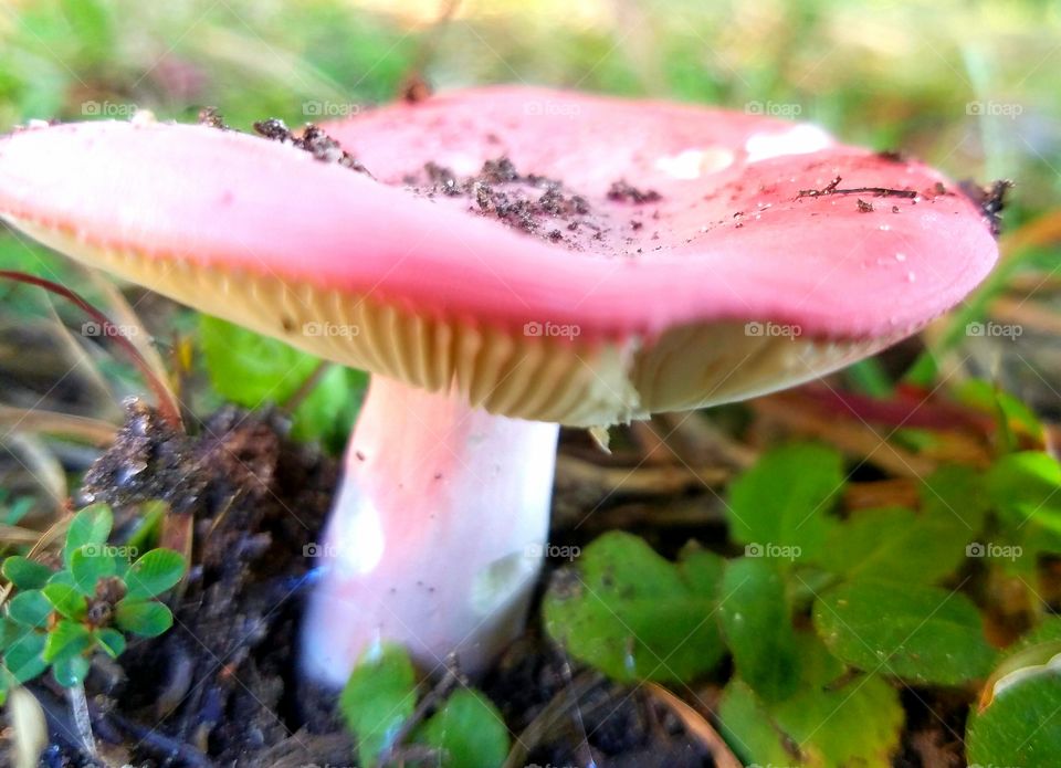 mushroom