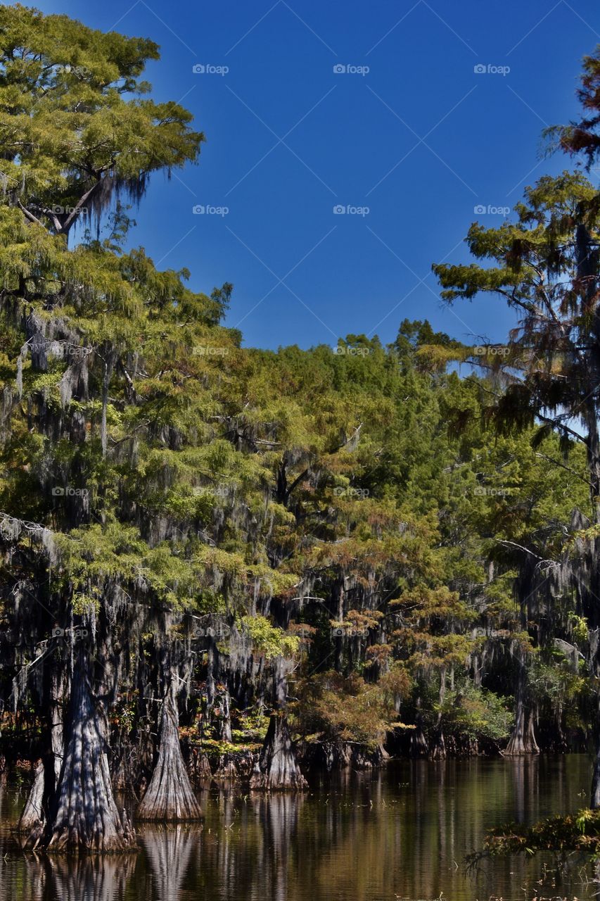 Bayou at Caddo Lake