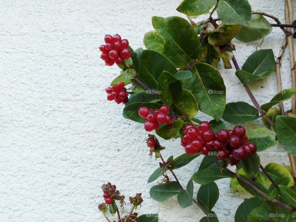 colorful tree background