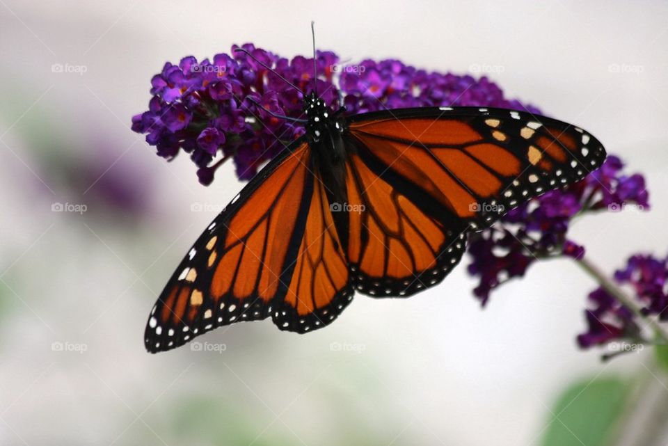 Monarch Butterfly