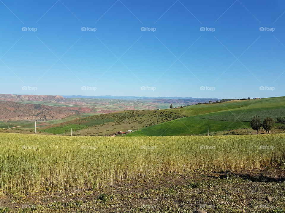 Nature _ Moroccan Fields
