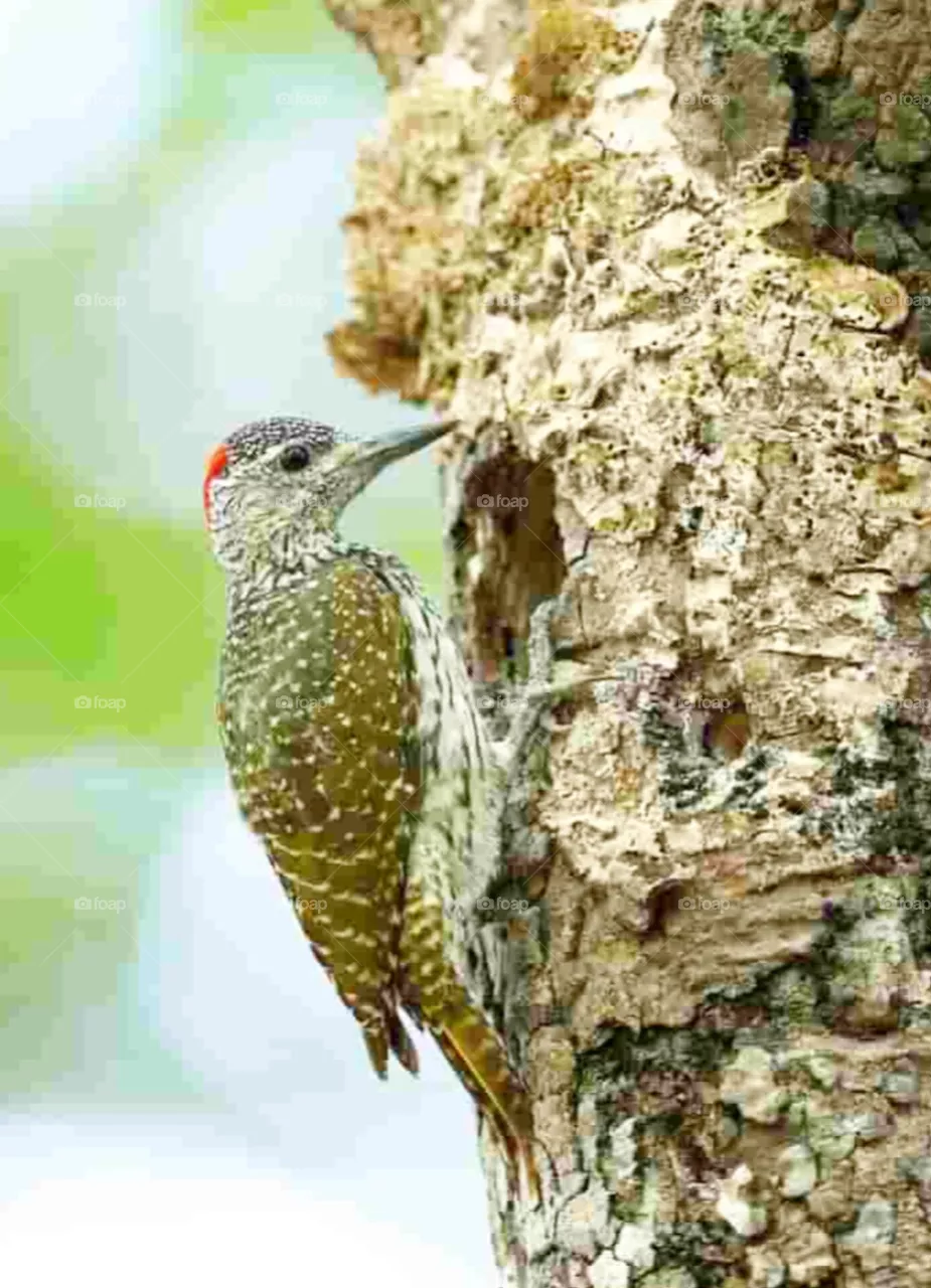 bird