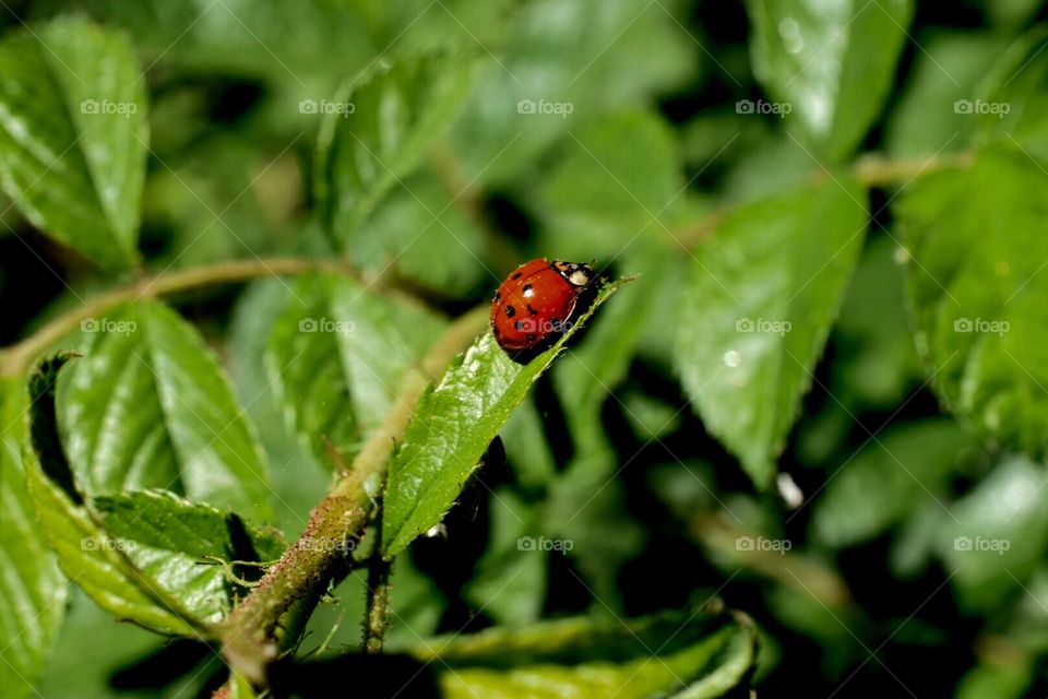 Green,insect, ladybug , biology  