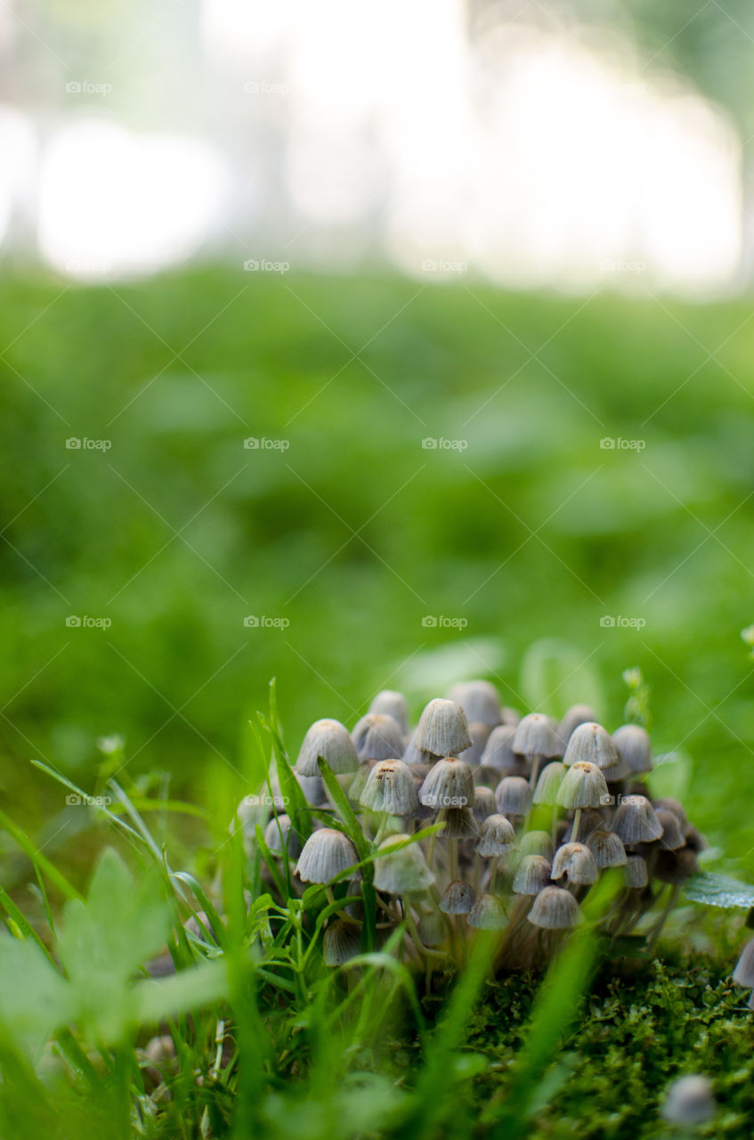 Close-up of a mushroom in park