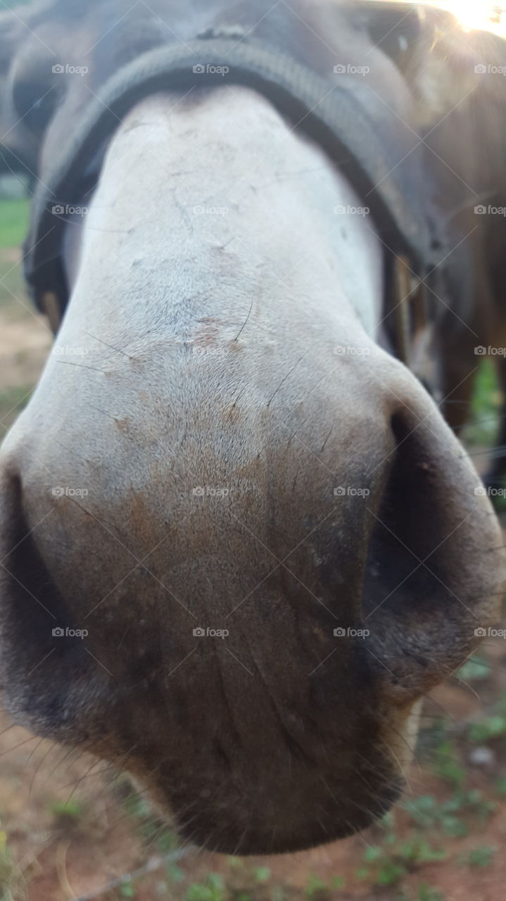 donkey close up