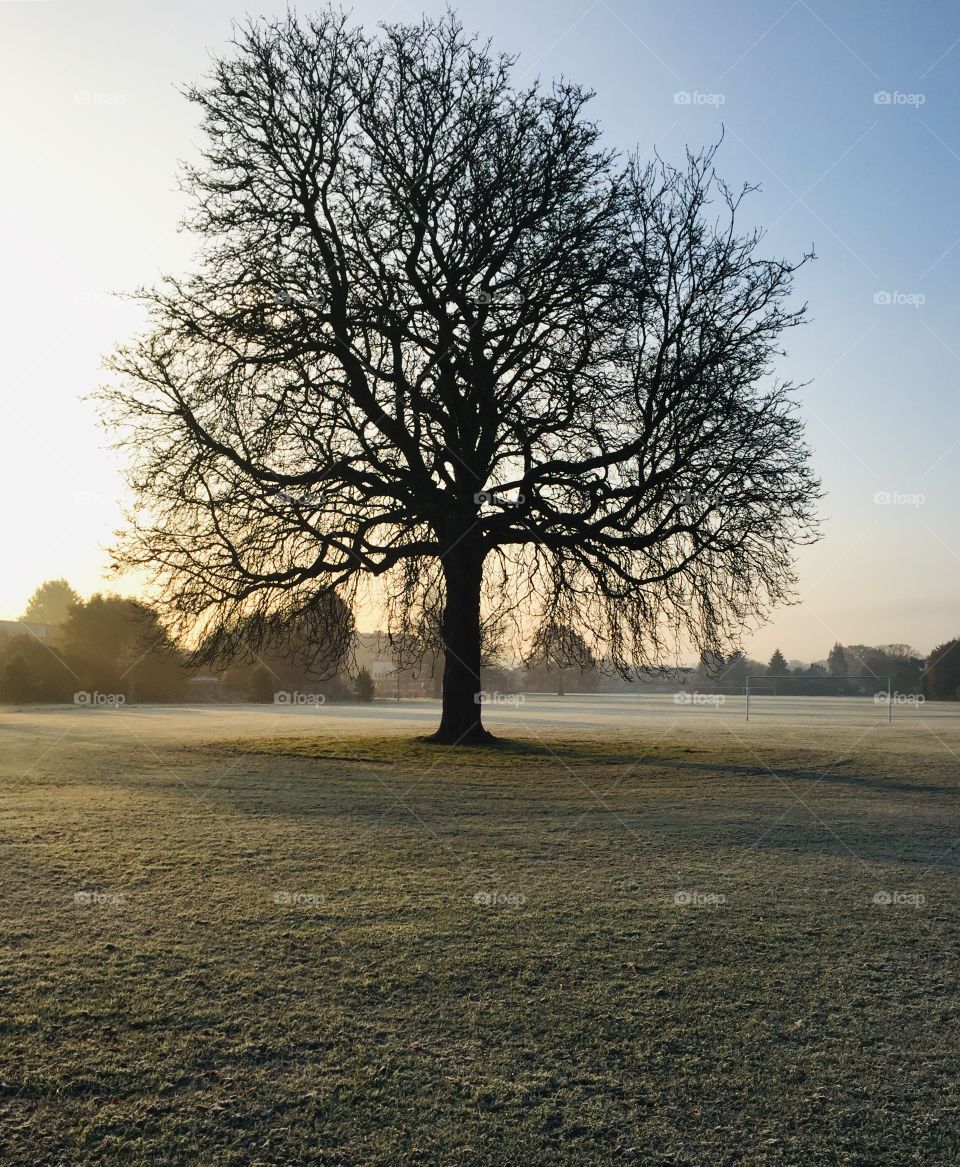 Frosty tree