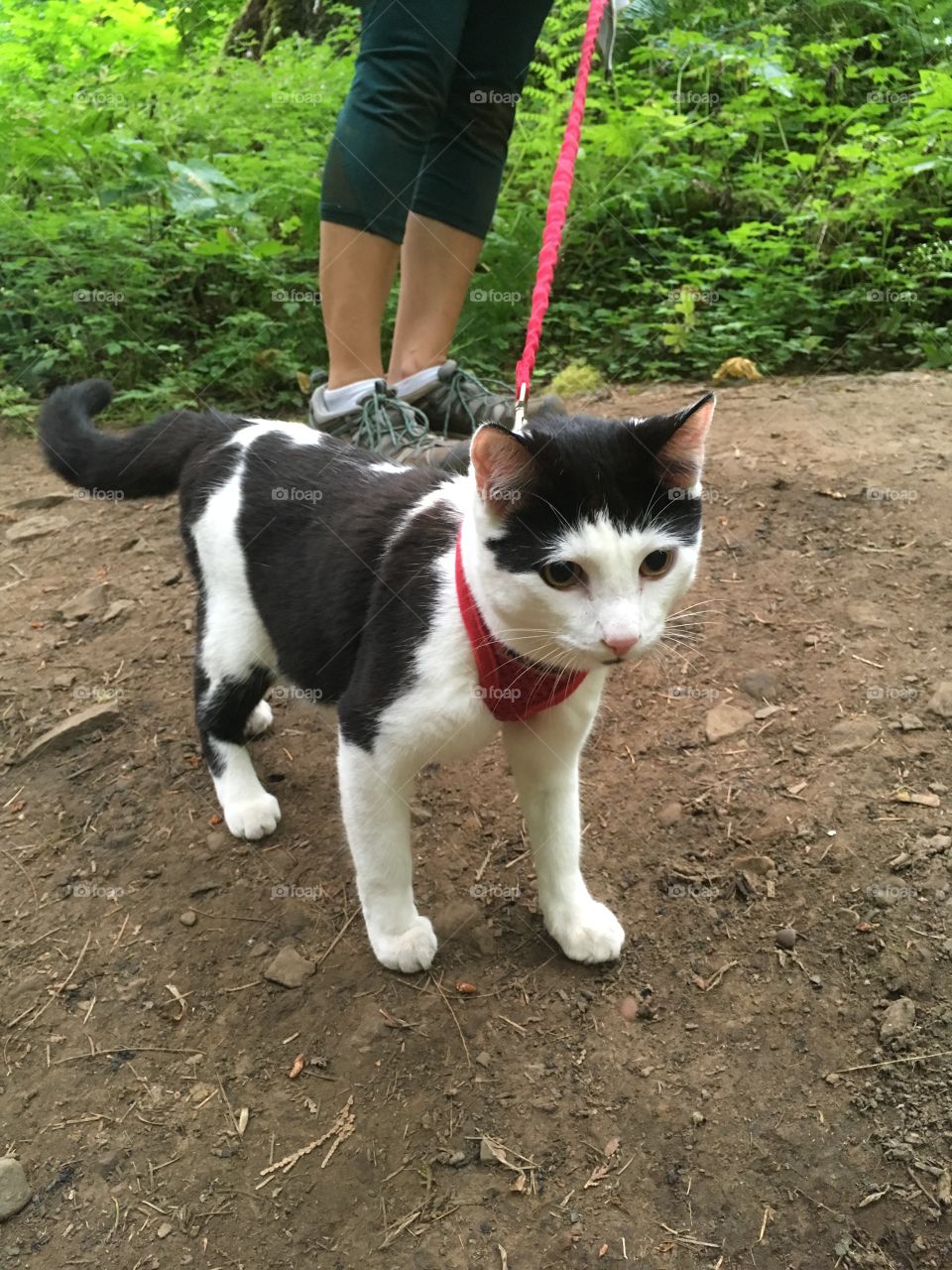 How many times do you see a cat on the trail? 