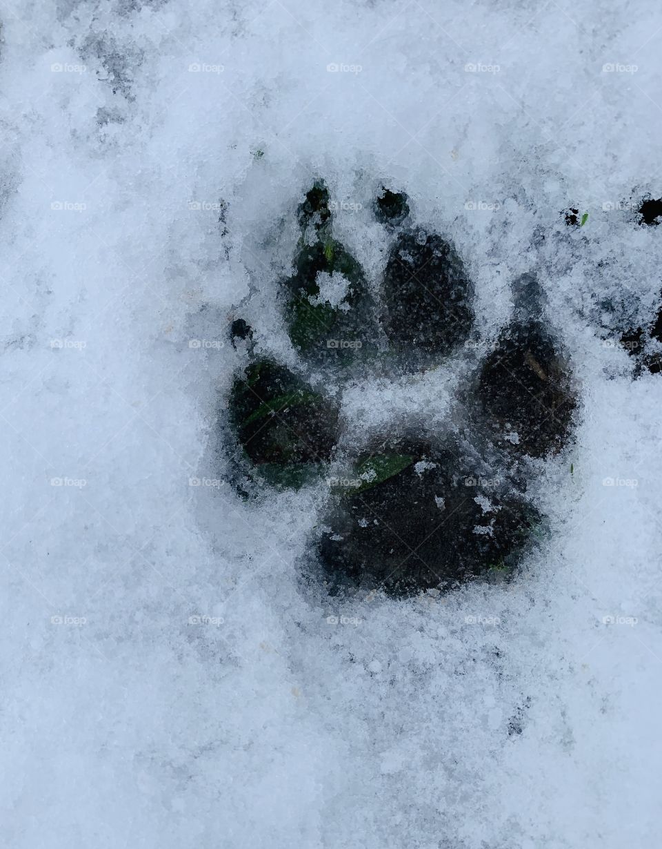 Winter, Snow, Frost, Cold, Frozen