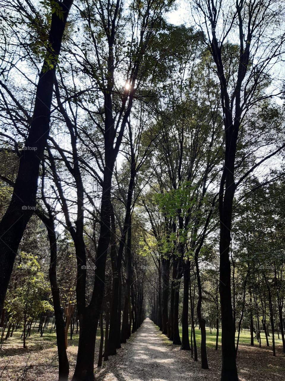 🌲🌲🌲 Coyoacán