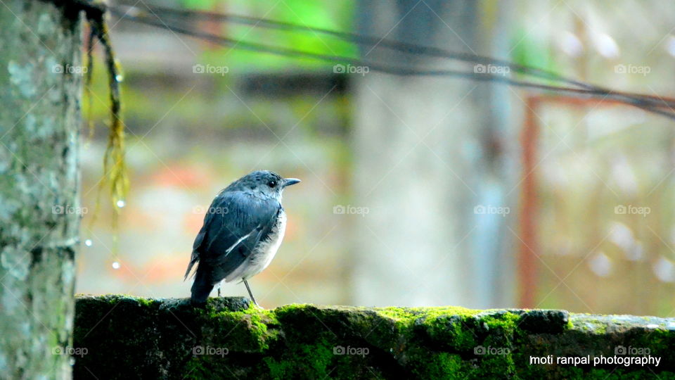 a bird on wall watching something