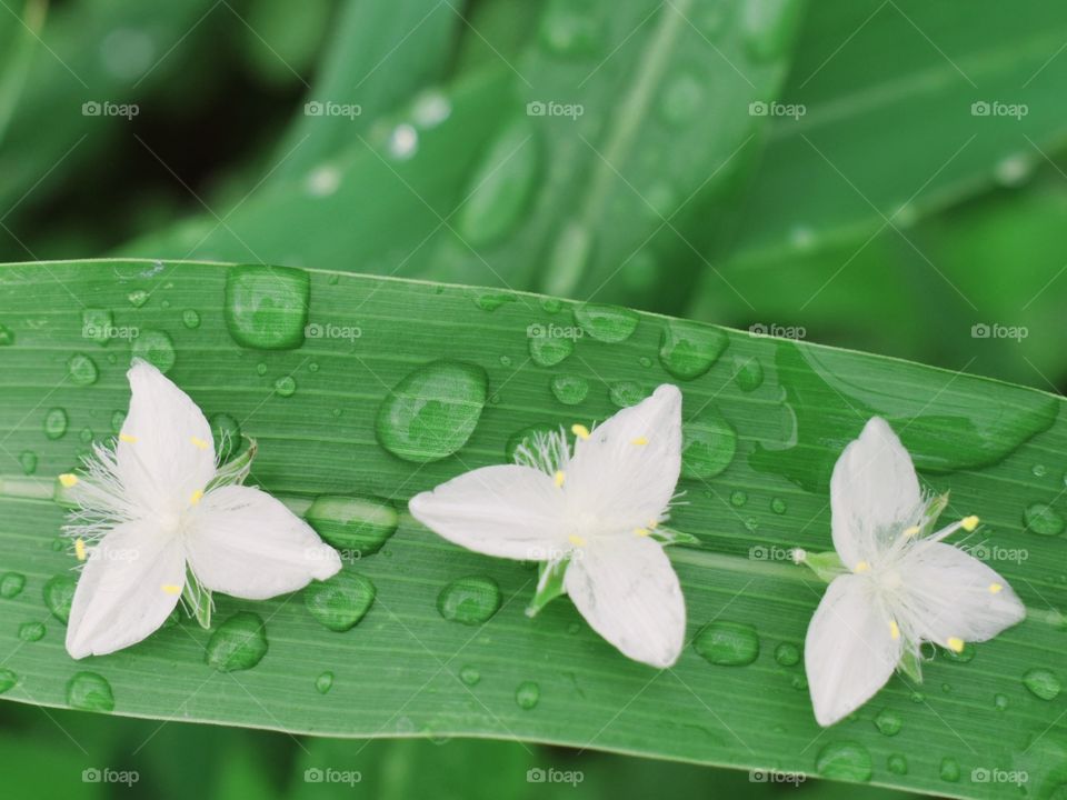 white flowers on grass with spot of water drops