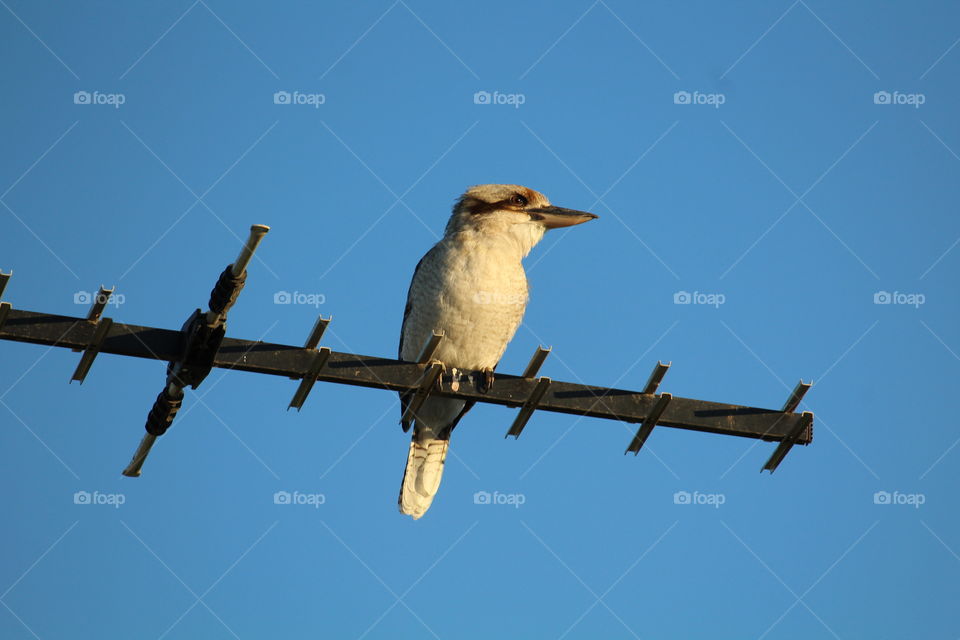 Kookaburra sitting on an antenna against the backdrop of a beautiful blue sky