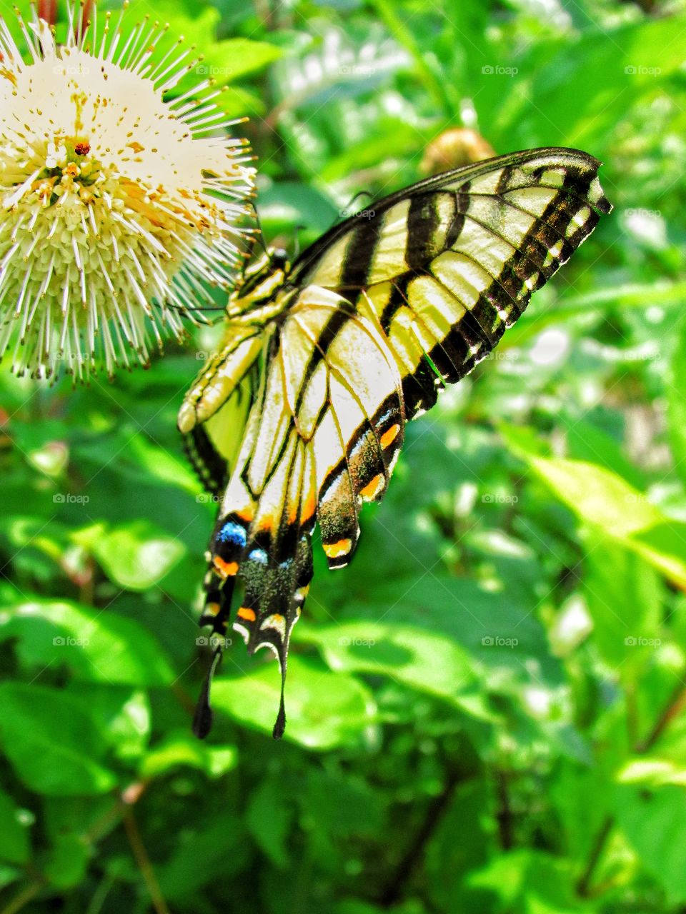 yellow swallowtail butterfly on wildflower
