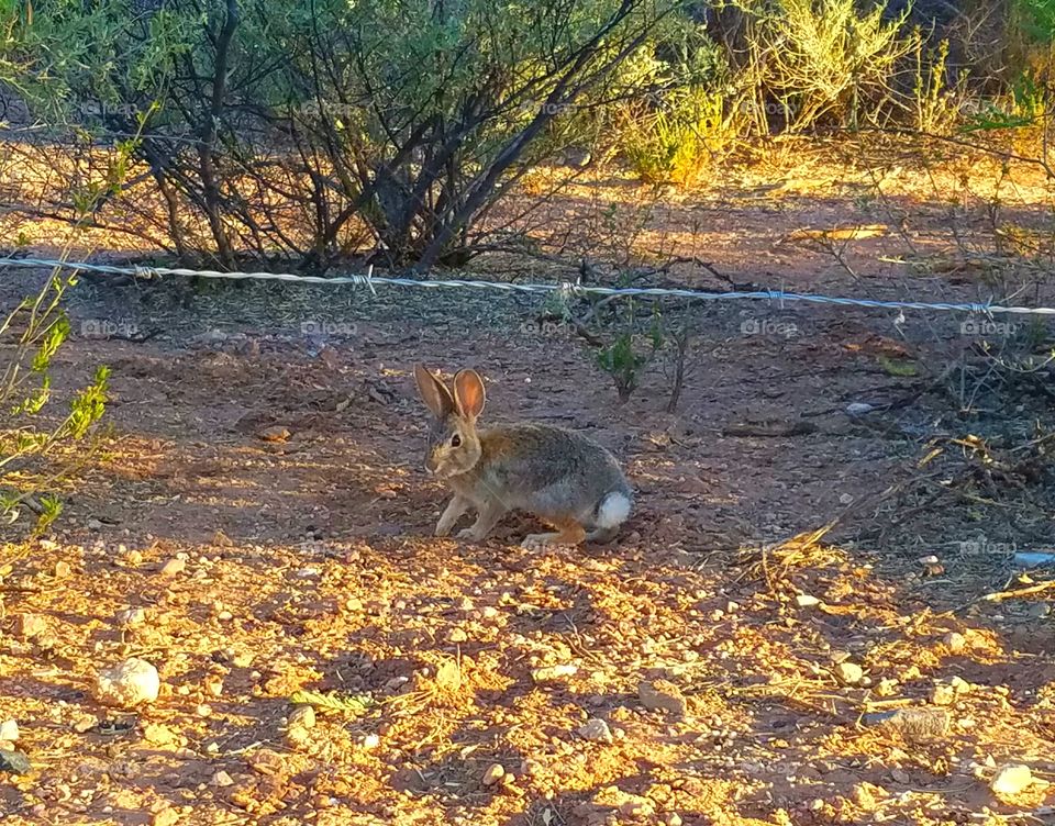 Sonoran desert bunny